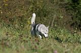 SIBERIAN HUSKY 879